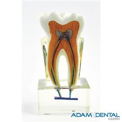 Cross Section Of Tooth Dental/Education