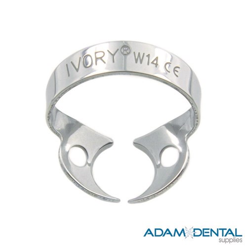 Molar Wingless W14 Upper and Lower Molar Root